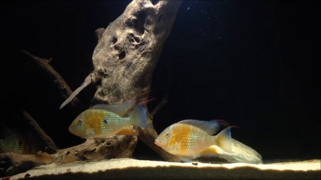 Acarichthys Heckelii - AcuaristasPR