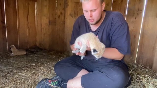 Мы пришли В ЛОГОВО ЛЬВИЦЫ!!! К её львятам. White lion. смотреть онлайн