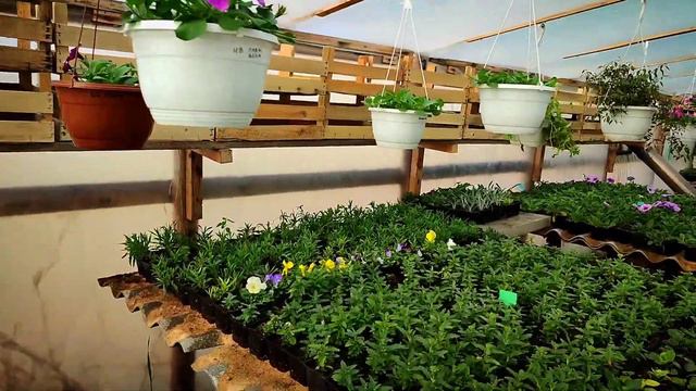 Цветочные хлопоты в апреле: расстановка, обрезка, подкормка!!!