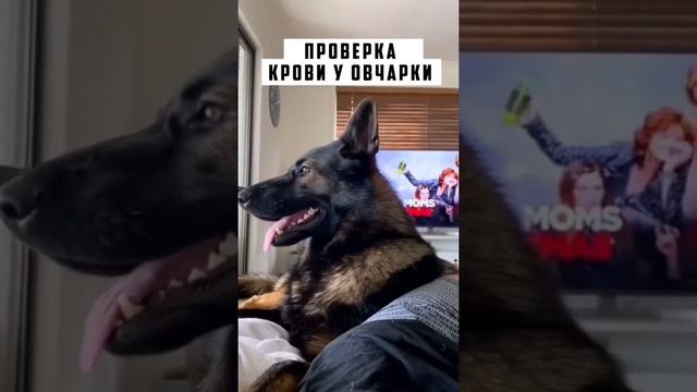 Как определить чистокровная овчарка или нет смотреть онлайн