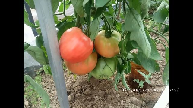 Помидоры. Проверенные сорта и новинки.mp4 смотреть онлайн