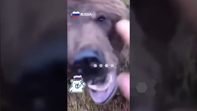 Когда живёшь в России #медведь #россия #russia #зароссию смотреть онлайн