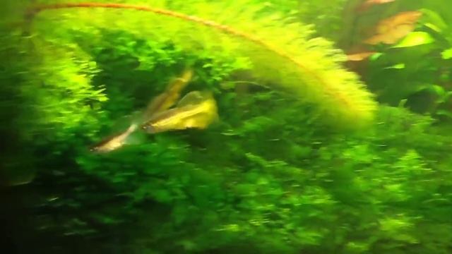 Нерест леопардовых данио. смотреть онлайн