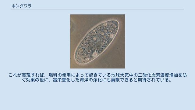 ホンダワラ смотреть онлайн