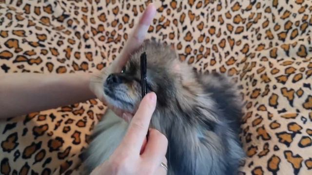 Чем расчёсывать под и между глазами у Шпица? смотреть онлайн