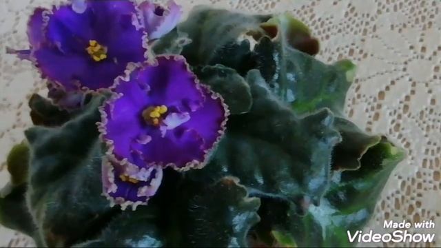 Фиалка РС - Изумрудный Берег./Описание сорта фиалки. смотреть онлайн