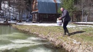 Известкую пруд с рыбой и  вода не цветёт. Свой водоём на участке
