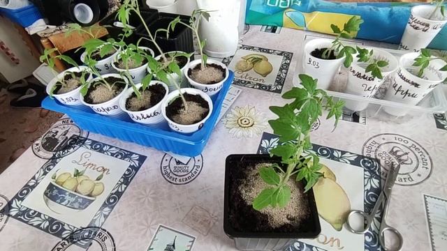 28.03.23. Здравствуй зимушка зима.??? смотреть онлайн
