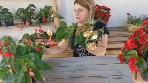 Если бегония заболела...