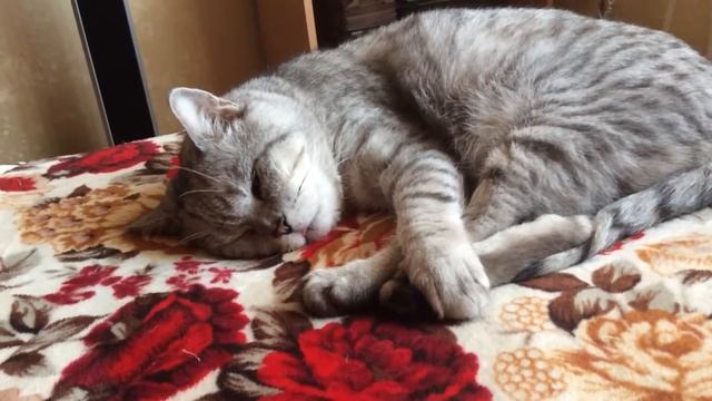 Коту снятся ужасы!