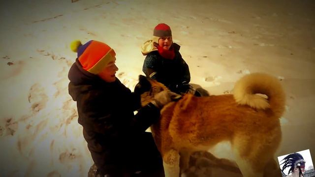 American Akita plays with children. Американская акита играет с детьми смотреть онлайн
