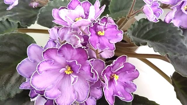 ЦВЕТУЩИЕ ФИАЛКИ В САНКТ-ПЕТЕРБУРГЕ. ИЗЛИШКИ смотреть онлайн