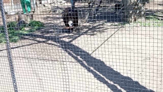 Главные грязнули Ленинградского зоопарка🤣 #ленинградскийзоопарк #юмор #животные #спб #забавноевидео