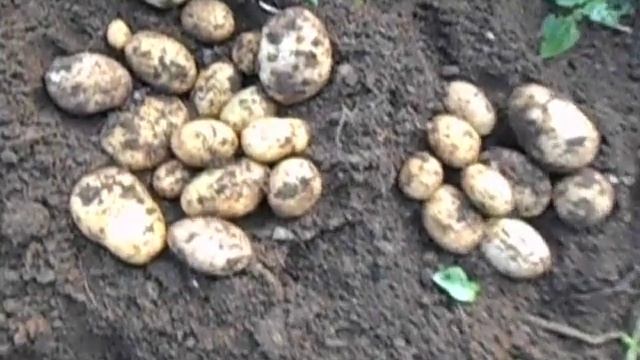 2022-Картофель-Метеор-Уладар-Ариэль-Местный смотреть онлайн