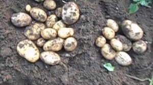 2022-Картофель-Метеор-Уладар-Ариэль-Местный