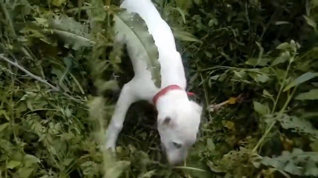 Бой алабая смотреть онлайн