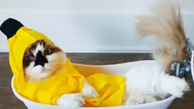 Знакомьтесь: Манчкин Альберт! Котики этой новой породы не растут! смотреть онлайн