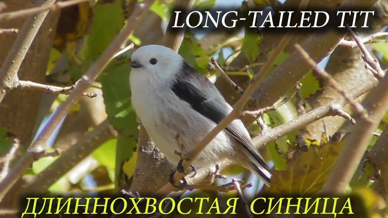 Длиннохвостая Синица / Long-tailed tit / Codibugnolo смотреть онлайн