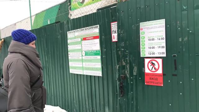 Помогать просто: прогулки с собаками смотреть онлайн