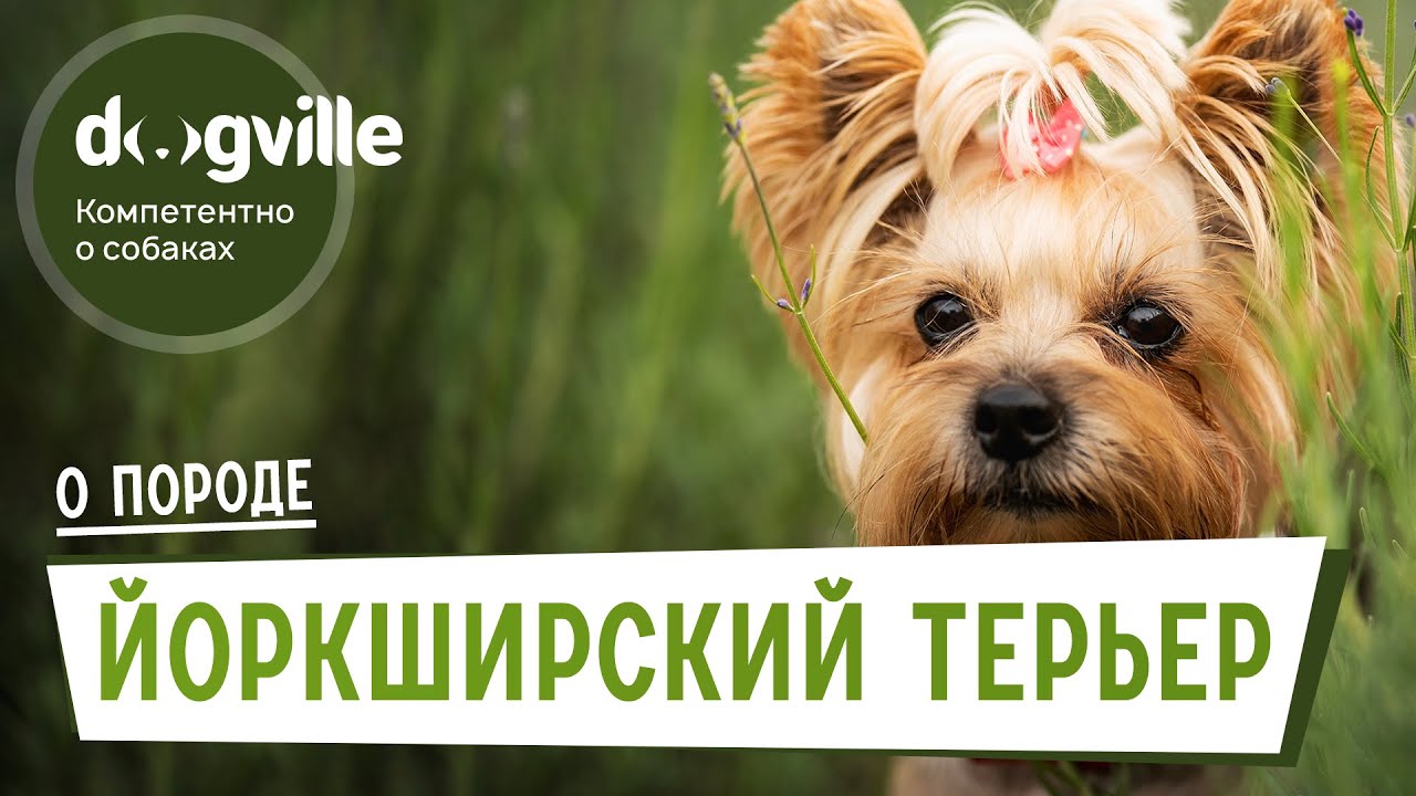 Йоркширский терьер - О породе - Как выбрать щенка смотреть онлайн