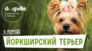 Йоркширский терьер - О породе - Как выбрать щенка