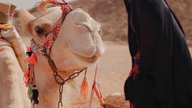 Rare Videos Of Camel I Camel Videos For Kids I Biggest Camels In The World I Camel Videos Collectio