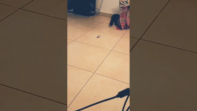 Люциферу скоро 2 месяца | Игры котят | Мейн-кун - одна из лучших и самая большая порода кошек смотреть онлайн