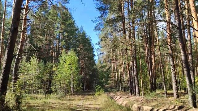 Это не масленок? смотреть онлайн