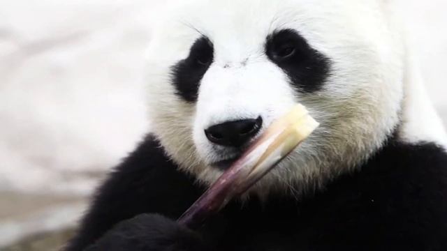 Смешные животные. Самый милый ХИЩНИК в мире стоит 1 миллион долларов. Это интересно знать! смотреть онлайн