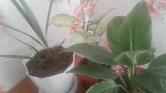 Мои цветочки😍 смотреть онлайн