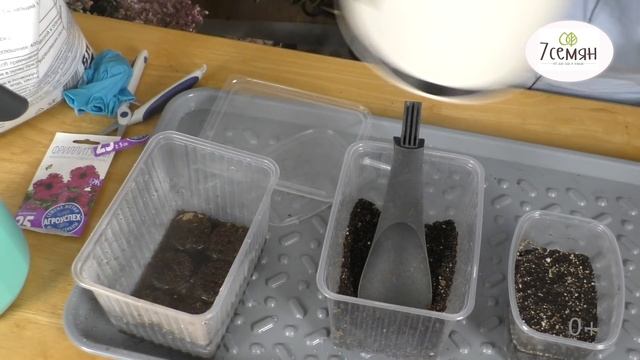 ФРИЛЛИТУНИЯ: ПРЕКРАСНЫЙ ГИБРИД ПЕТУНИИ! ДАВАЙТЕ ЕЕ ПОСЕЕМ! смотреть онлайн