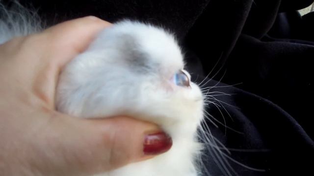 Beethoven Granat, persian kitten,blue van male at 2,5 months смотреть онлайн