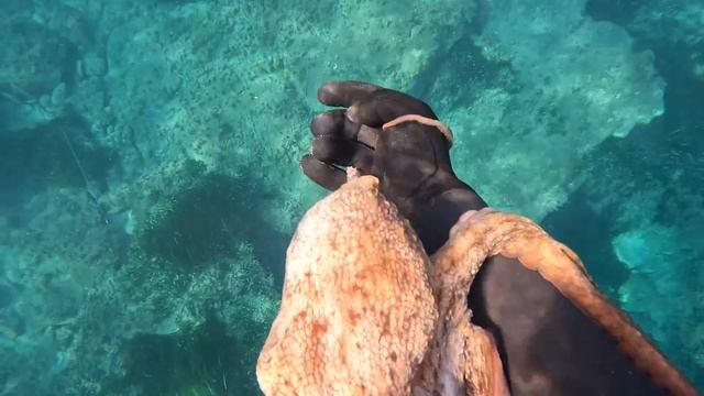 Il Polpo: Pescato E Mangiato (polpo Al Forno Con Le Patate!)