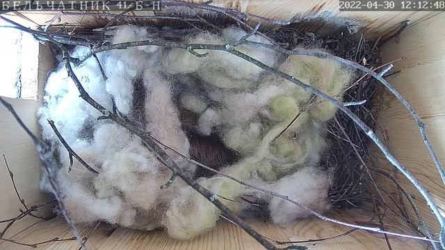 Гнездо белки #2 в прямом эфире. смотреть онлайн