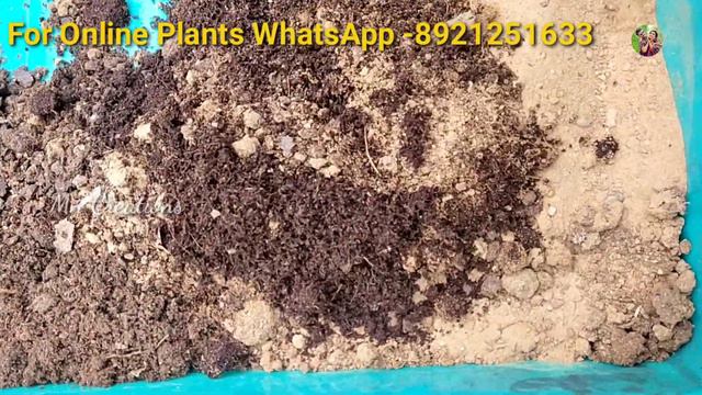 ജെറേനിയം തൈകൾ വേണോ ? | Jeranium Plant Care Tips |Potting Mix