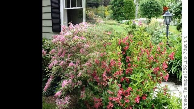 ВЕЙГЕЛА БУДЕТ ЛУЧШИМ КУСТАРНИКОМ В ВАШЕМ САДУ / weigela in the garden ?? смотреть онлайн