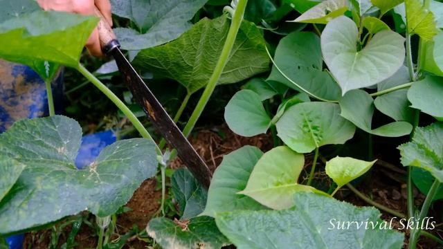 Harvest cabbage and bring to the market to sell, Build a farm, Live with nature #130 смотреть онлайн