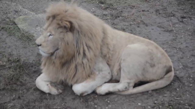 Лев Леон начинает перекличку ! смотреть онлайн