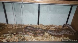 Спаривание маисовых полозов.