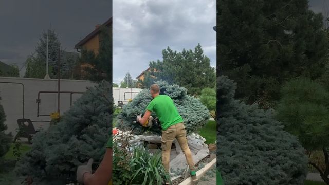 Стрижка карликовой ели смотреть онлайн