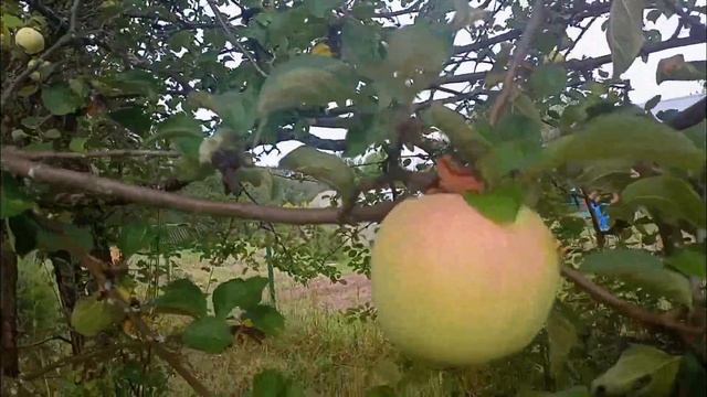 Урожай на даче,ворота готовы. смотреть онлайн