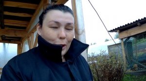 Как подсадить гусят// Наш опыт // Мое хозяйство