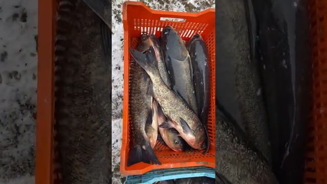 Толстолоб гибрид вылов смотреть онлайн