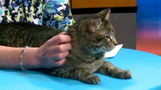 Pet of the Week - Phlox смотреть онлайн