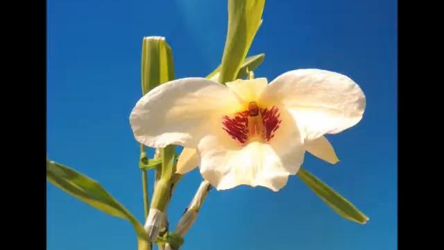 Dendrobium albosanguineum orchid смотреть онлайн