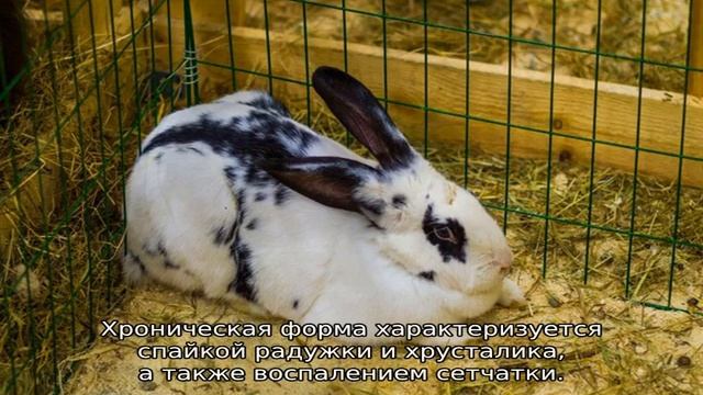Болезни глаз у кроликов смотреть онлайн