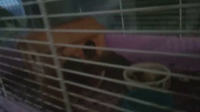 Как нужно вести себя в гостях по хомячим ? правилам смотреть онлайн