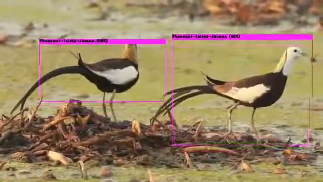 NVIDIA Jetson TX2 YOLOv3 Object Detection&Auto Video Upload смотреть онлайн