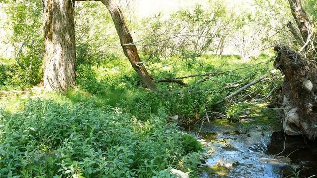 У подножие горы Каратау смотреть онлайн