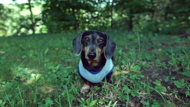 Wiener Dog's Wilderness Survival Show! - with Oakley Dokily the Dachshund! смотреть онлайн